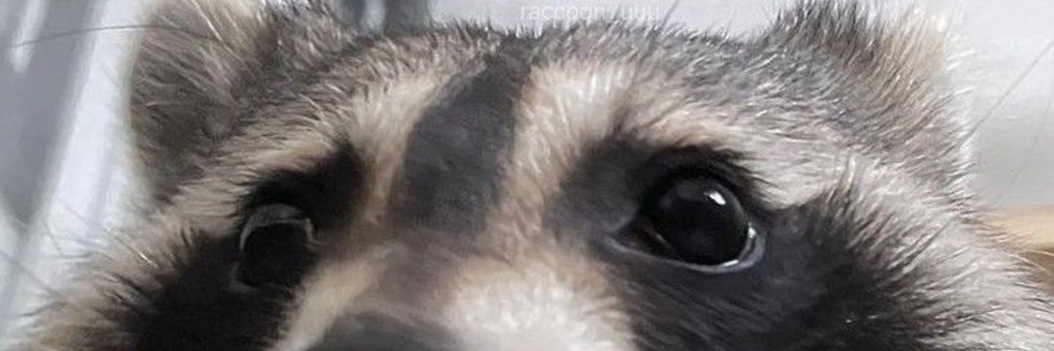 pineappleslic3's profile banner image