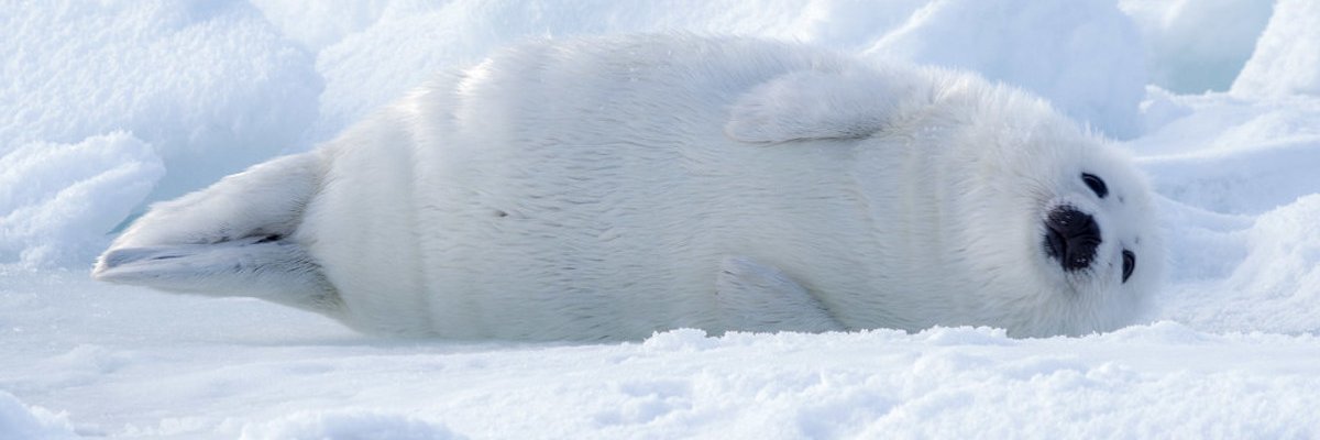 Desirewolf12's profile banner image