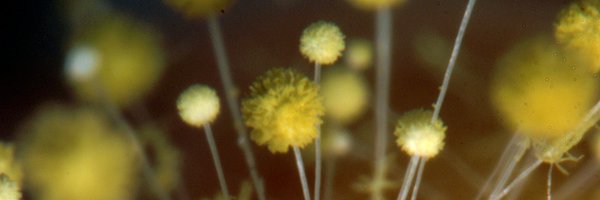 TheKellerLab Profile Banner