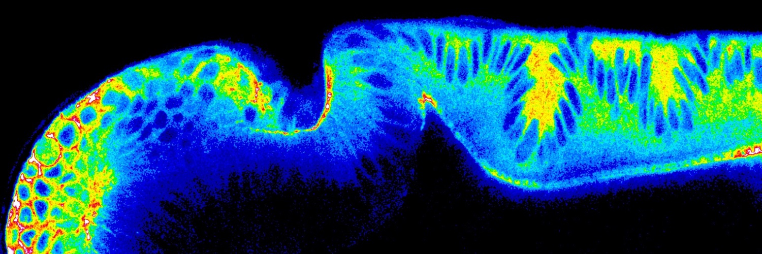 Claudio Collinet banner