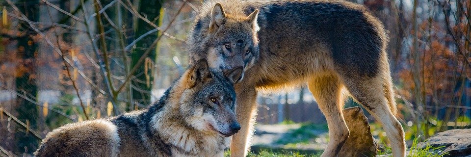 CryptoWolfBgd // banner