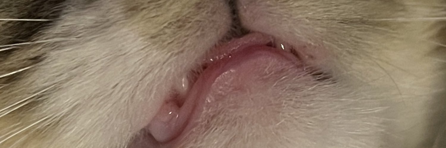 Crystalabeijaaa's profile banner image