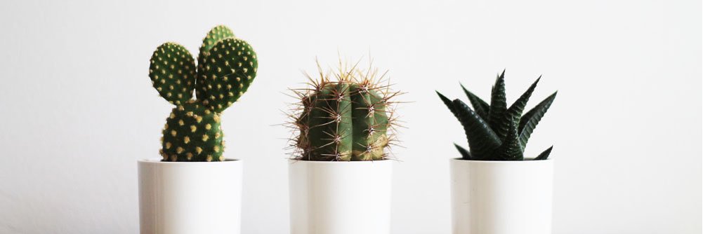 bonniebeeblog's profile banner image