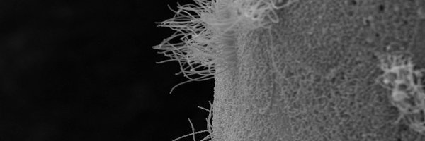 Basudha_Basu Profile Banner