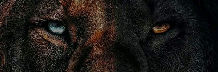 brianndugu's profile banner image
