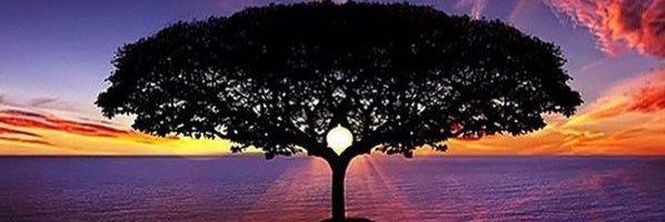 dshimene's profile banner image