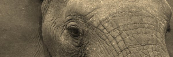 tessalouwerens Profile Banner