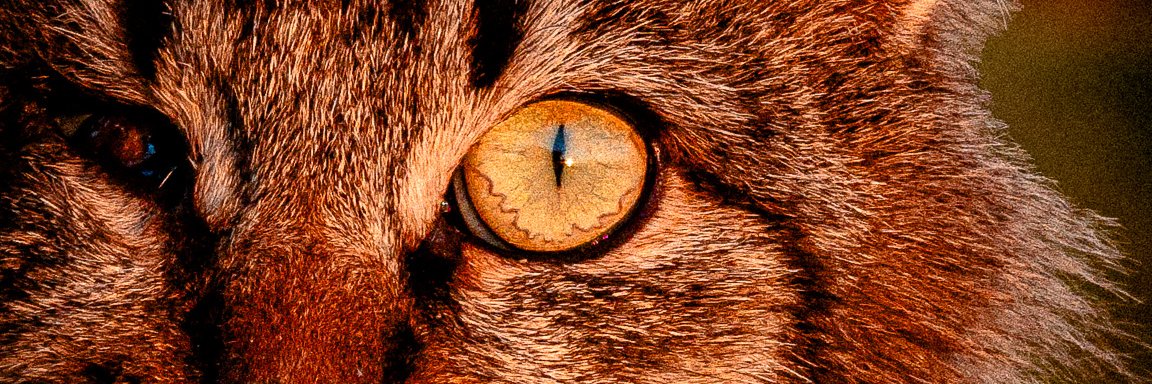 Cem Arslan Kurt banner