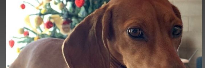 queen_dequeen's profile banner image