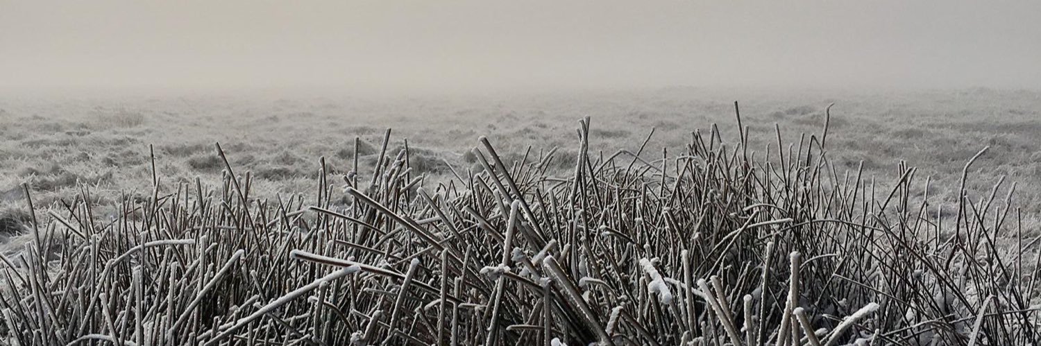 Felicity Norton banner