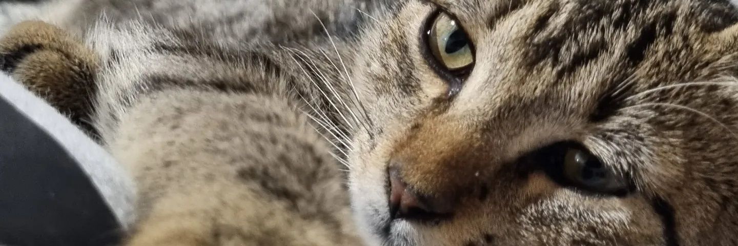 Pablo Ruiz 🇺🇾 banner