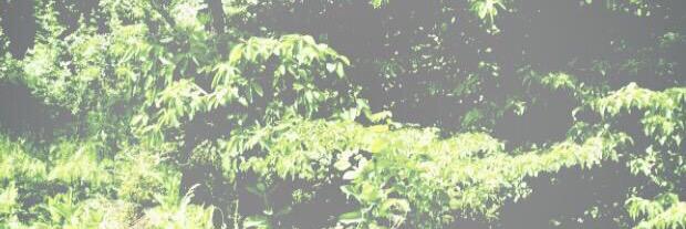 Carlottatta's profile banner image