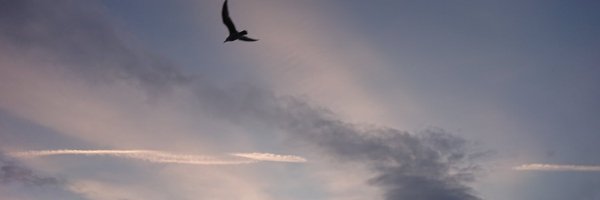feelug Profile Banner