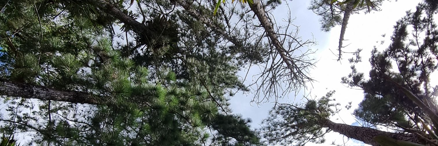 Kalu🫒🇵🇸 banner