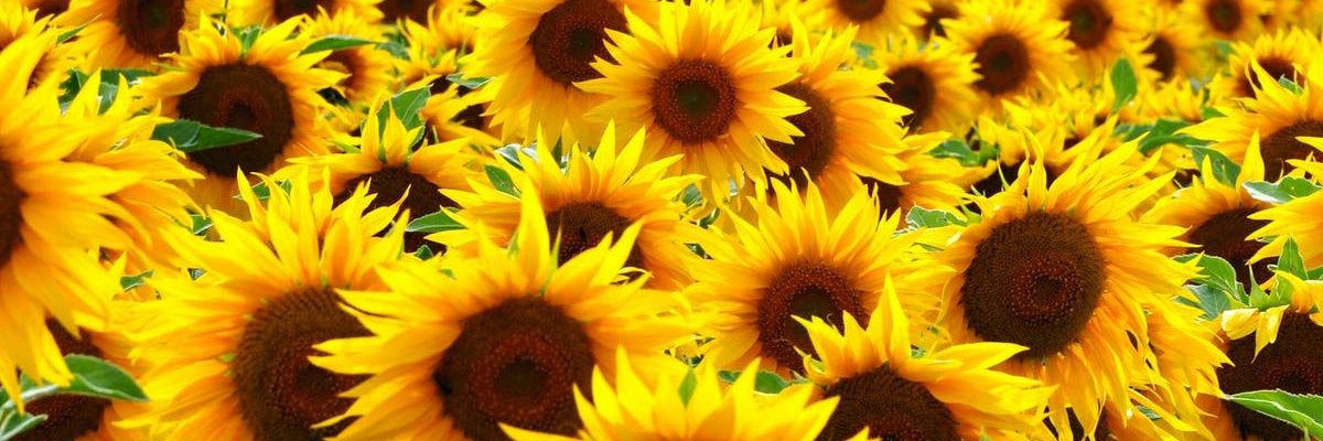 BFGroundskeeper's profile banner image
