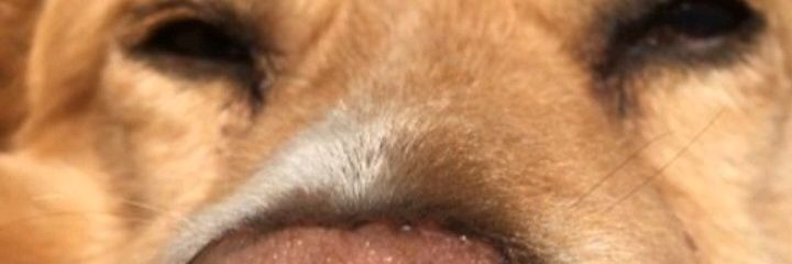 CamiLizardo's profile banner image