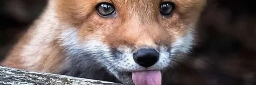 randomuser1703's profile banner image