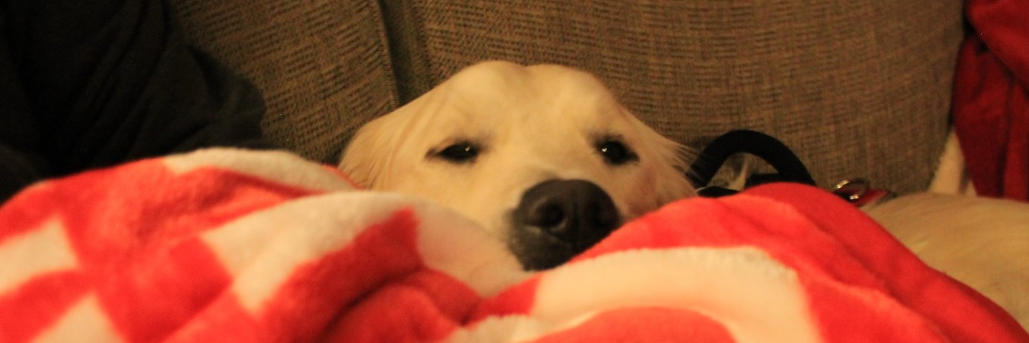 MorrieTheMagpie banner