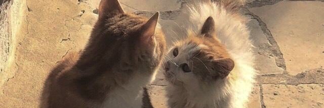 Lucrezia 🪷 banner