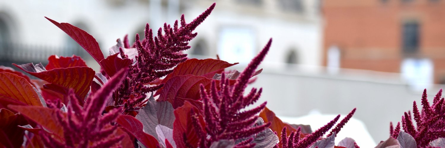 lemi⁷ 🍉 banner