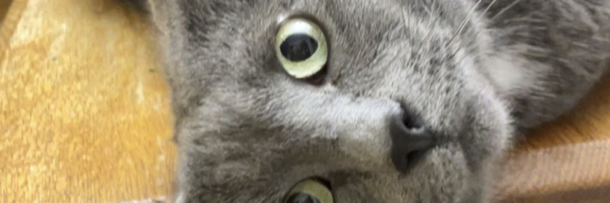 drewcpappas's profile banner image
