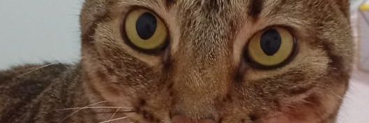 quelzinha Moraes 🤠 banner