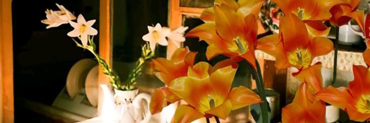 Manzanita :3 ⋆.𐙚˚ banner