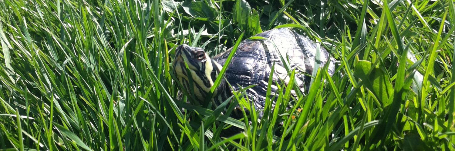 Kettering Vets4Pets banner