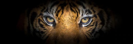 wnashik_forest's profile banner image