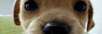 p banner