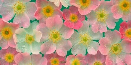 flower_polo's profile banner image