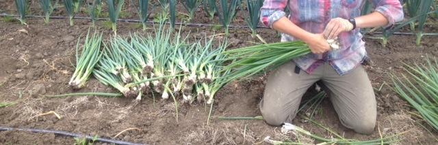 CropthorneFarm banner