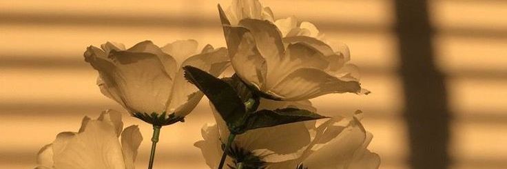 7Y0NGF's profile banner image
