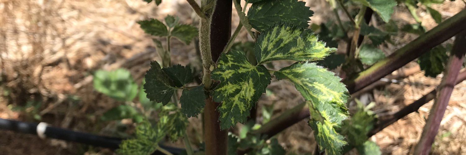 APS Virology Committee banner