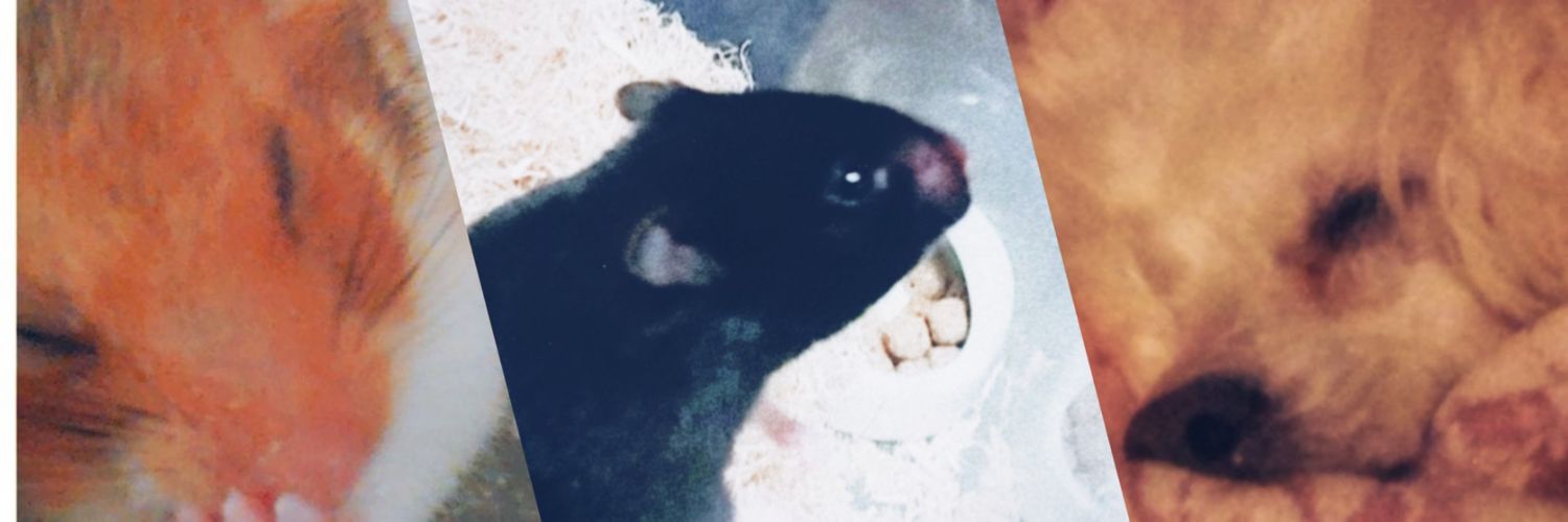 syrnk's profile banner image