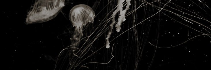 — * 𝓣𝐡𝐚𝐥𝐢𝐚 banner