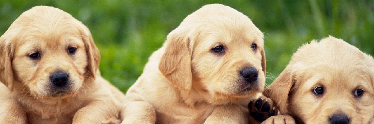 loveofpet's profile banner image