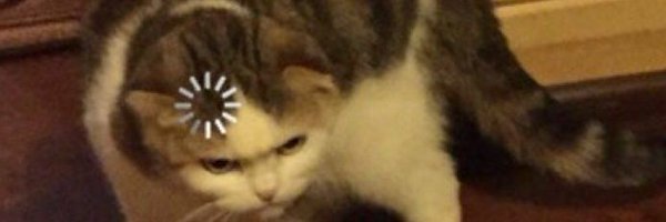 joooooot Profile Banner
