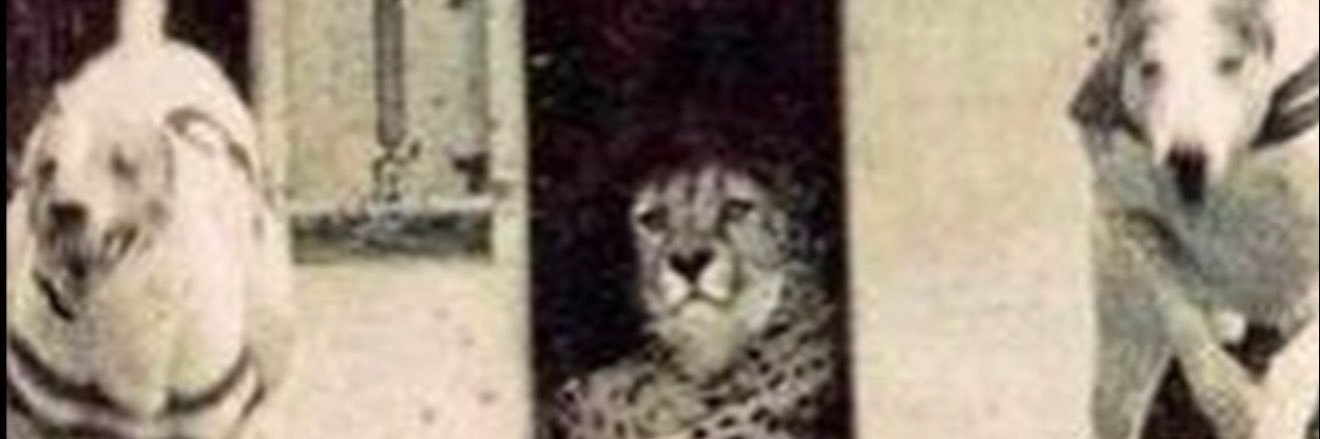 Jaedon Harmon's banner