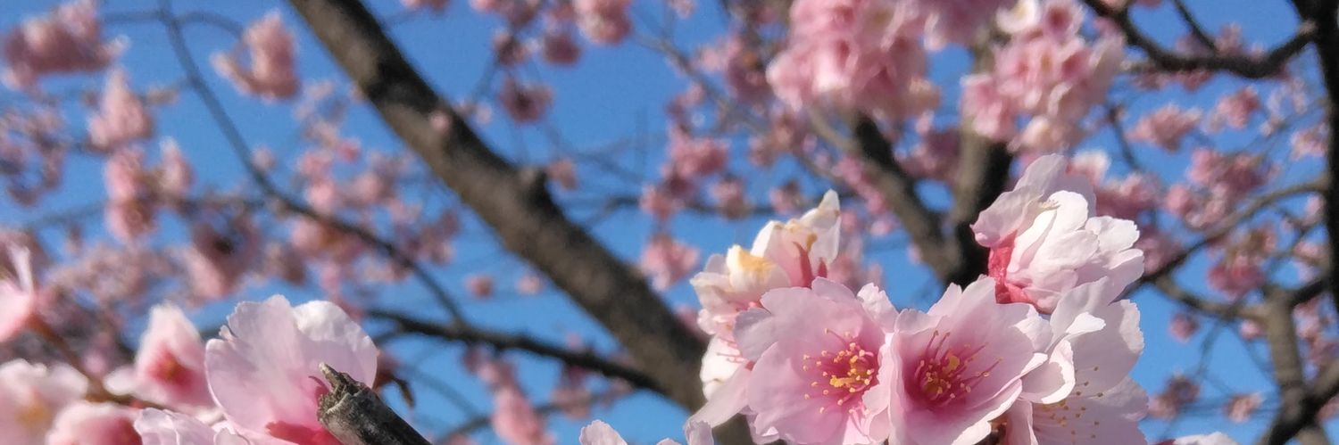 uzakimoe's profile banner image