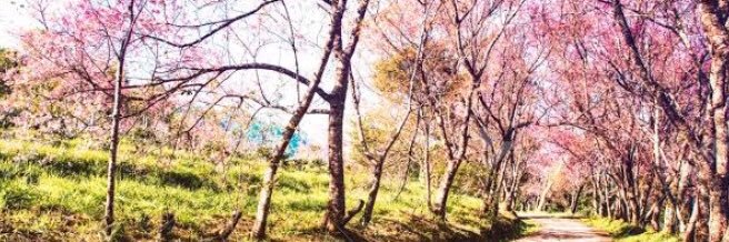 frosty aka Vertigo banner