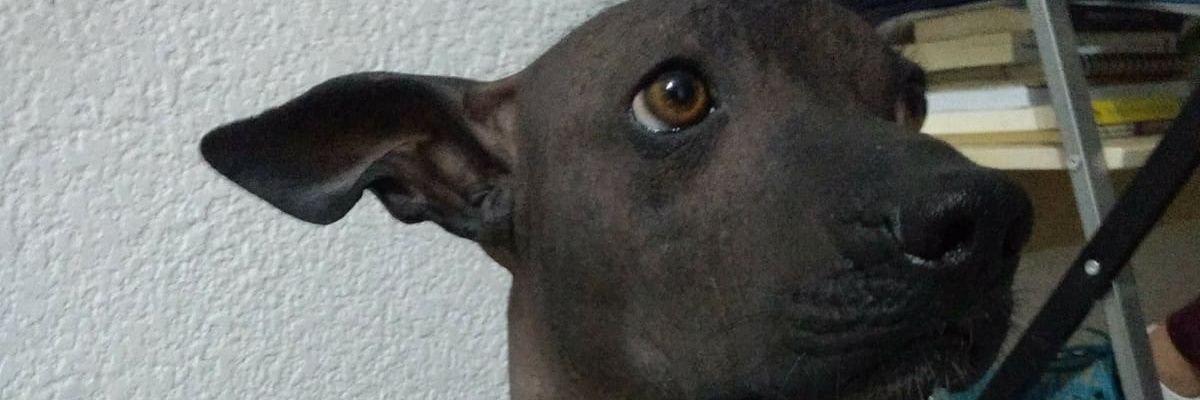 Johana Navarrete banner