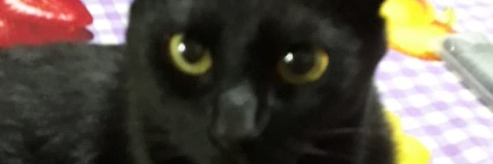 nogubra's profile banner image