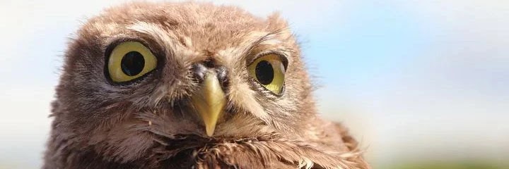 🔱🦅 Eagle 🦅🔱 banner