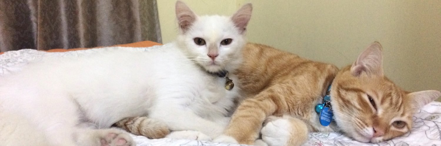kim0t0m 🐈 banner