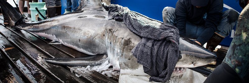AndromacheShark's profile banner image