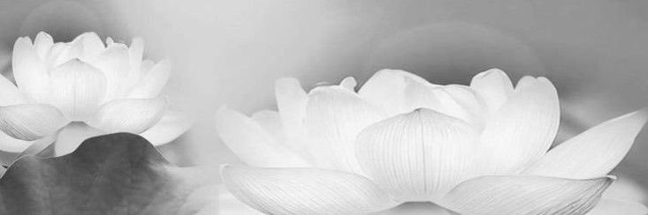celebfem's profile banner image