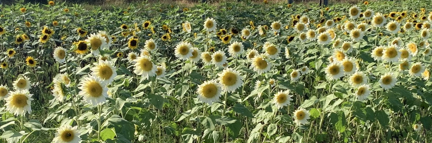 With Love, Francesca 💛🏳️‍🌈 banner