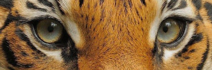 🏴🇵🇸🇸🇩şim⩜⃝lakahs 🐆 #HARAM banner