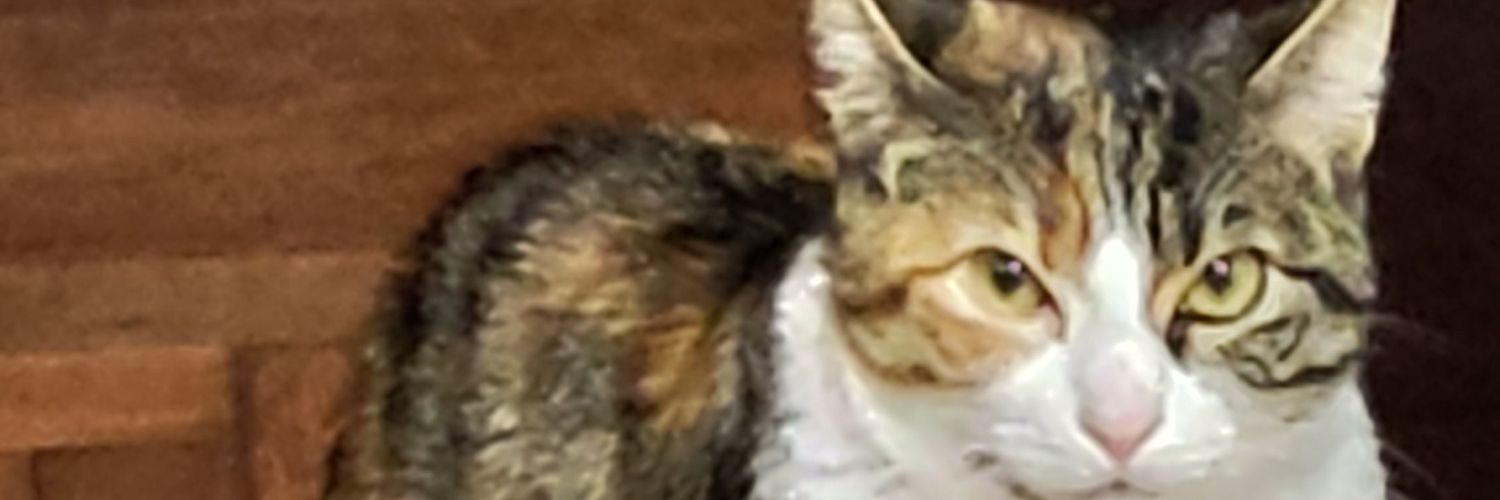 FortachonMamon's profile banner image